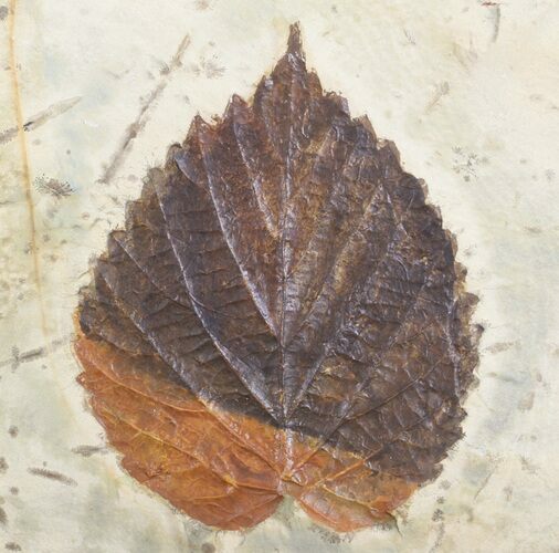 Detailed, Paleocene Fossil Leaf (Davidia) - Montana #71521